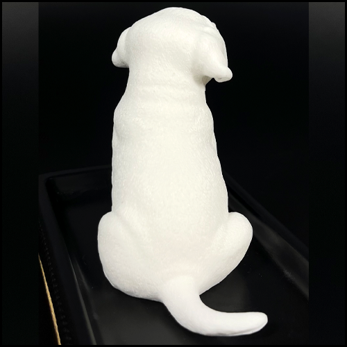 produkt_-_labrador_bialy2